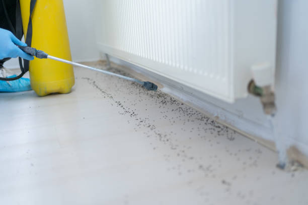 Best Termite Control Services  in Akron, OH